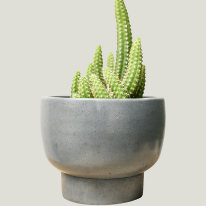 3” Oia Plant Pot | succulent Planter